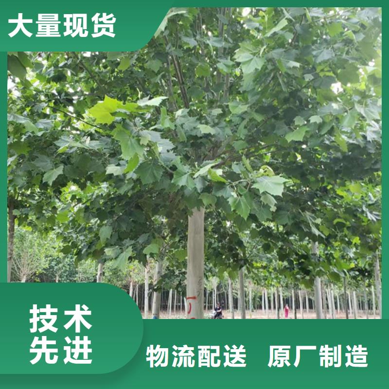法桐五角枫质量层层把关