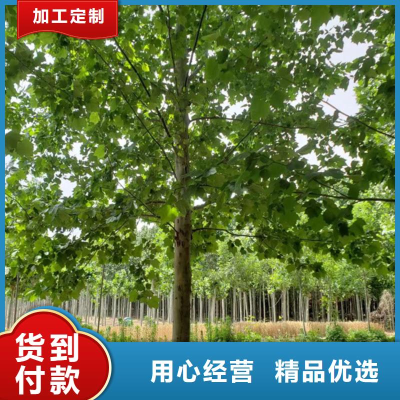 法桐黄金槐对质量负责