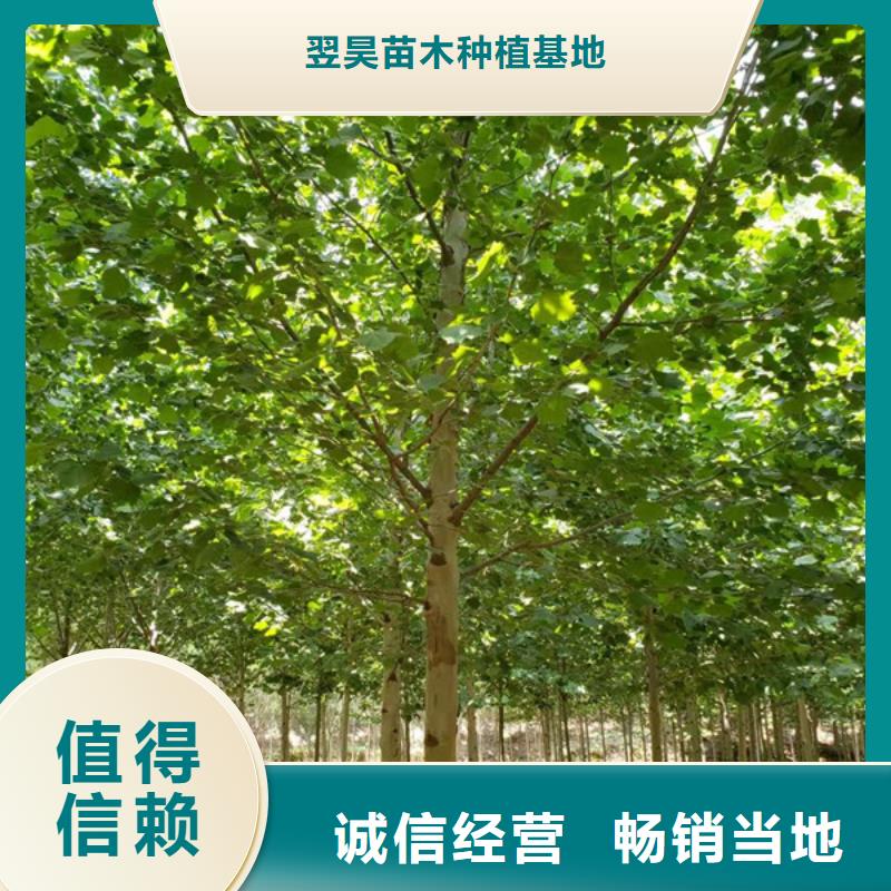 法桐,【美国红枫】源头工厂量大优惠