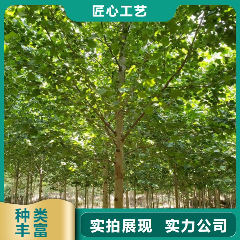  法桐多种规格供您选择