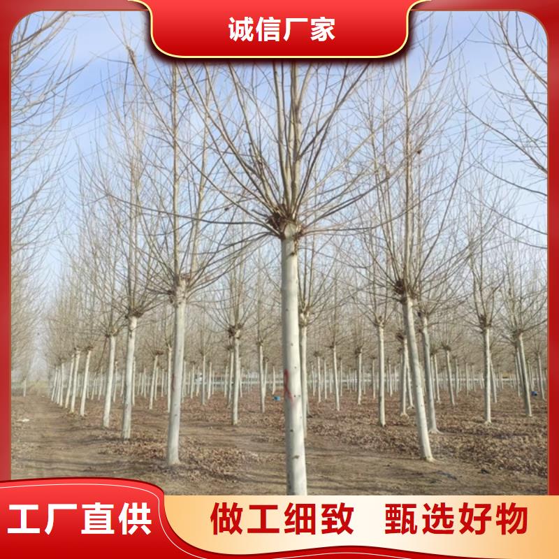  法桐应用范围广泛