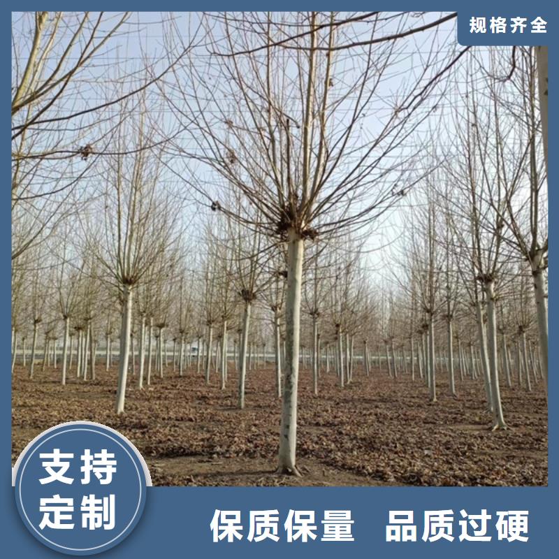 法桐五角枫一手价格