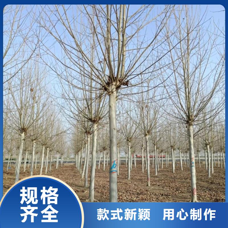 法桐美国红枫价格低