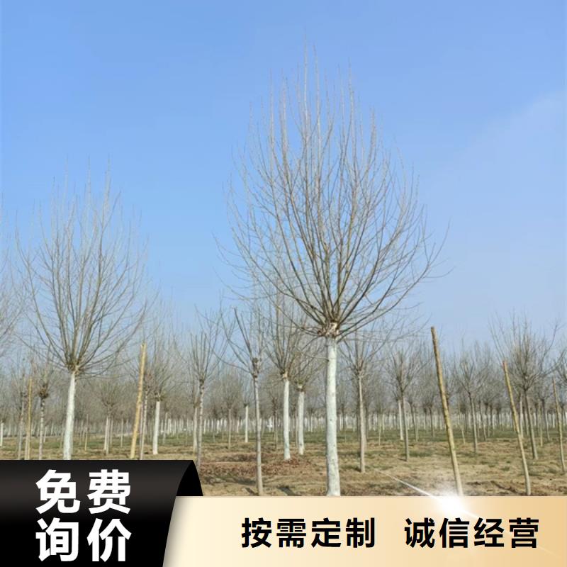 法桐黄金槐货源报价