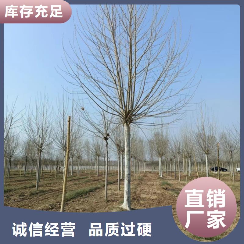 法桐白蜡厂家批发价