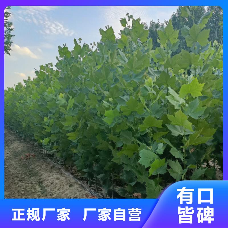 法桐金叶白蜡定制零售批发