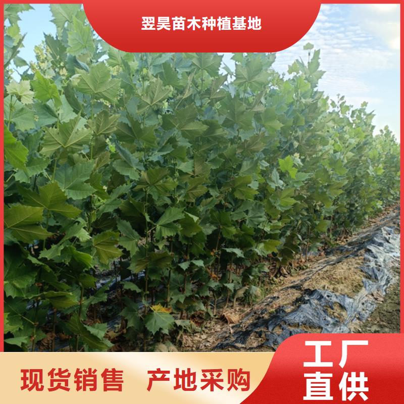  法桐应用范围广泛