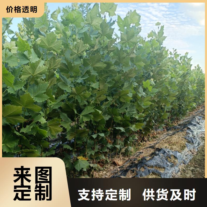 法桐-北京栾厂家直营