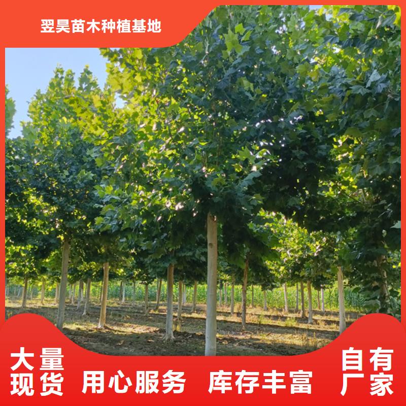 法桐黄金槐生产加工