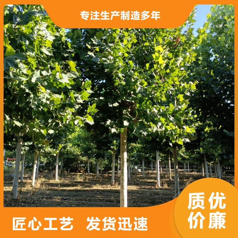 【法桐,国槐供您所需】
