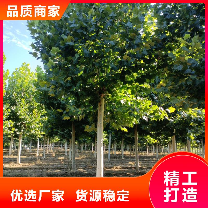 法桐截杆发帽我们更专业