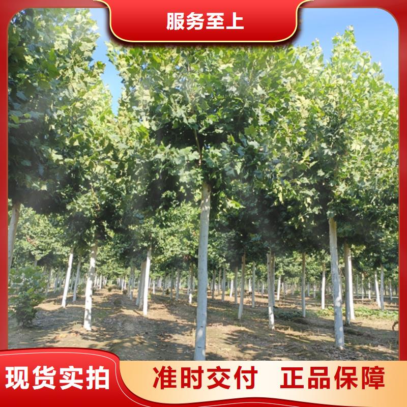 法桐_国槐保障