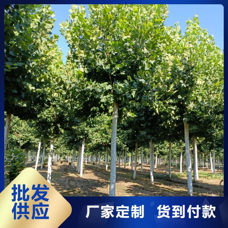 法桐金叶槐产地工厂