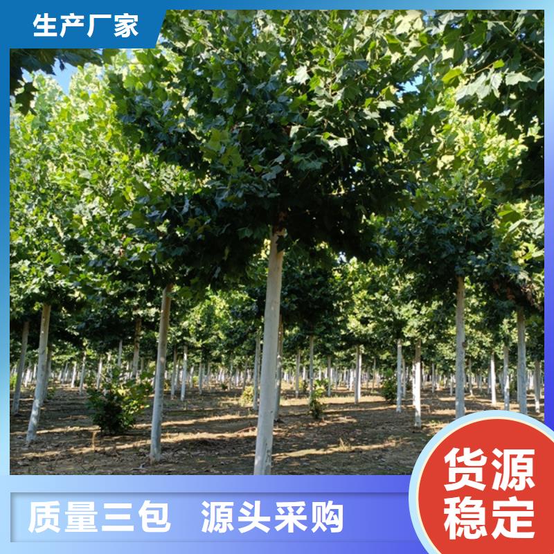 法桐美国红枫品牌大厂家