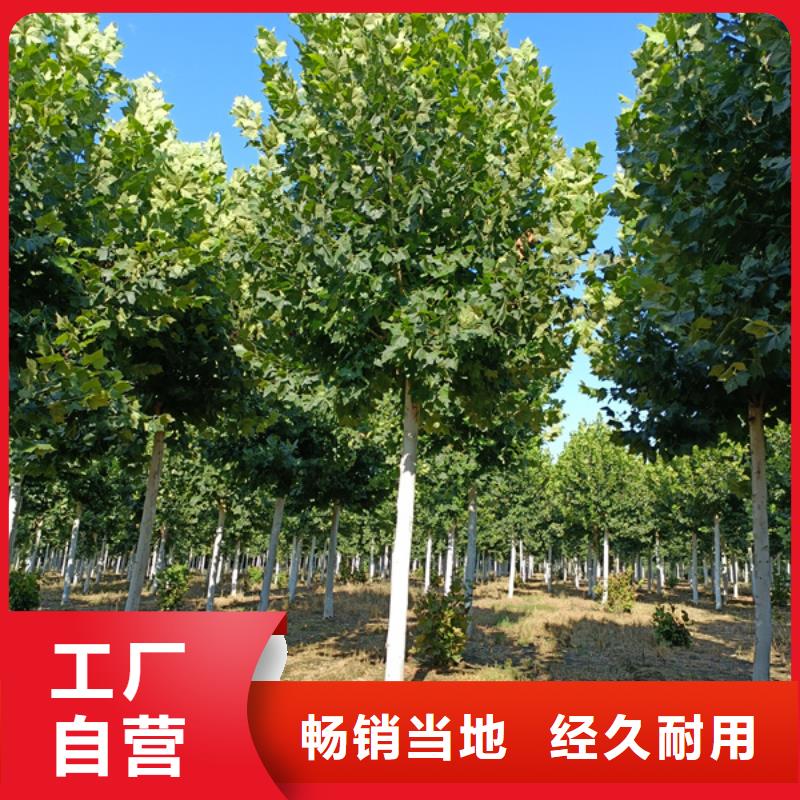 法桐_国槐保障