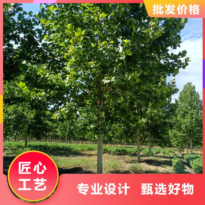 法桐国槐质保一年