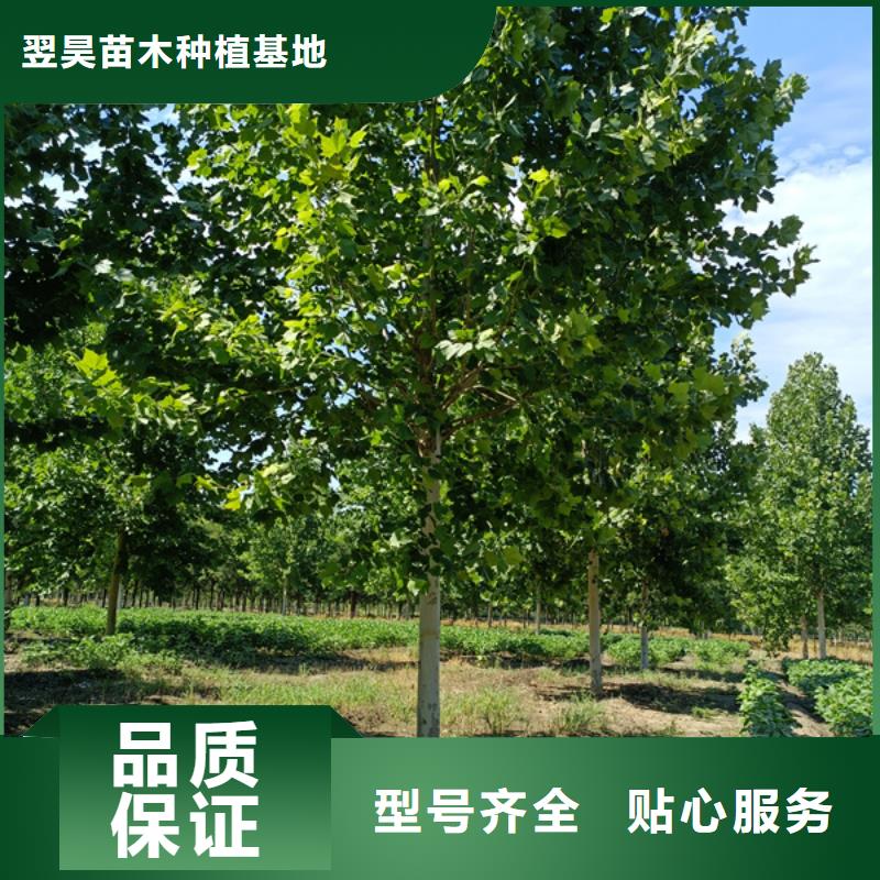 法桐_樱花生产经验丰富