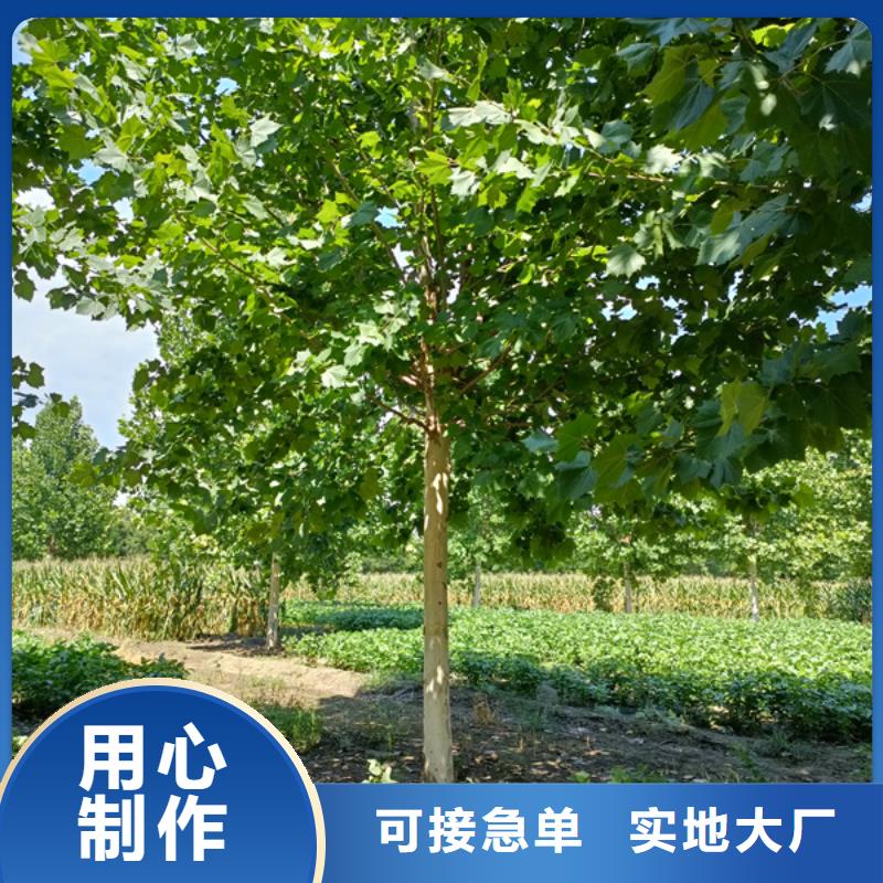  法桐厂家批发价