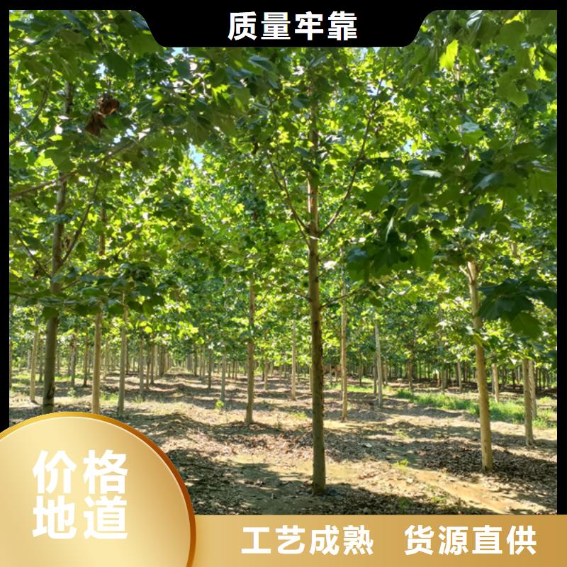 五角枫视频-五角枫-翌昊苗木种植基地(鄂州市分公司)服务区域梁子湖|鄂城|武汉|襄阳|孝感|宜昌|黄冈|黄石