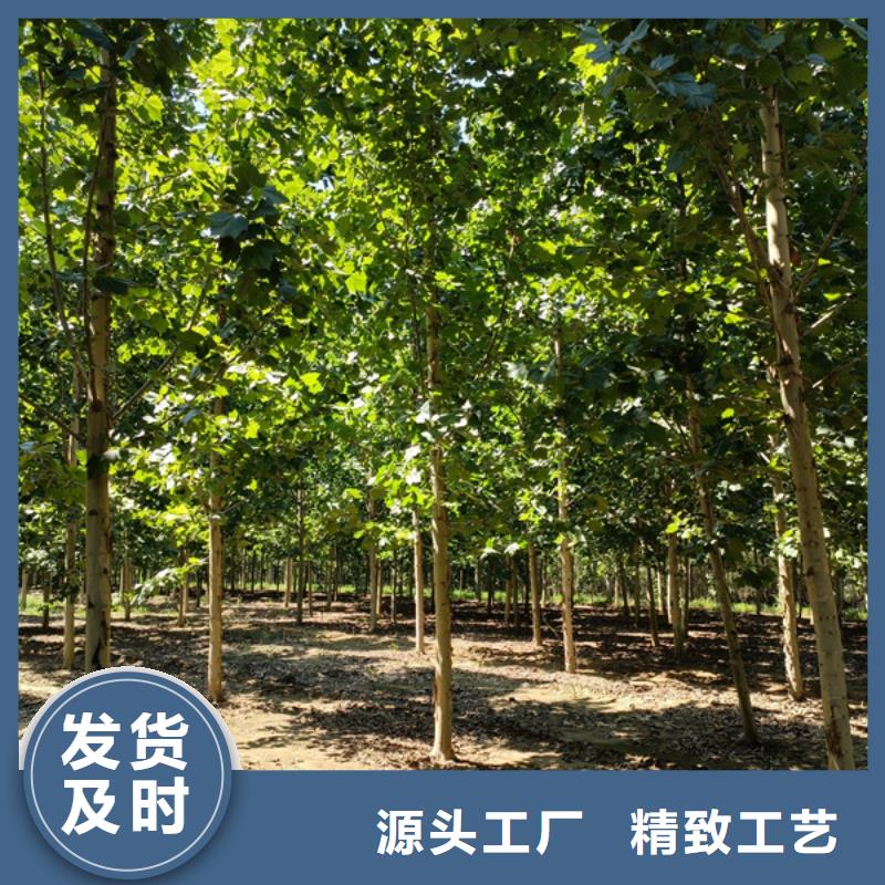法桐樱花品质优选