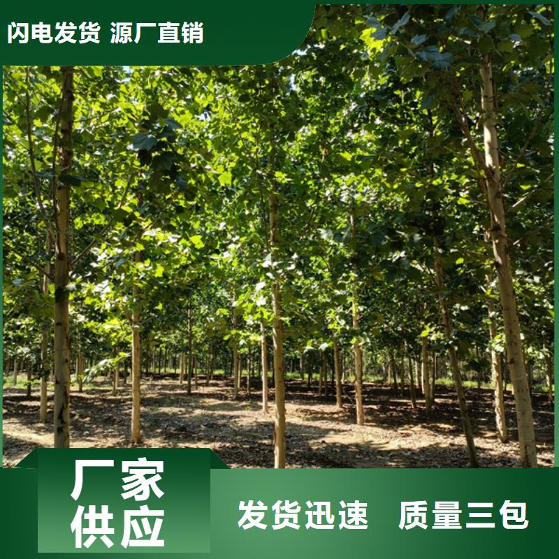 法桐截杆发帽本地配送