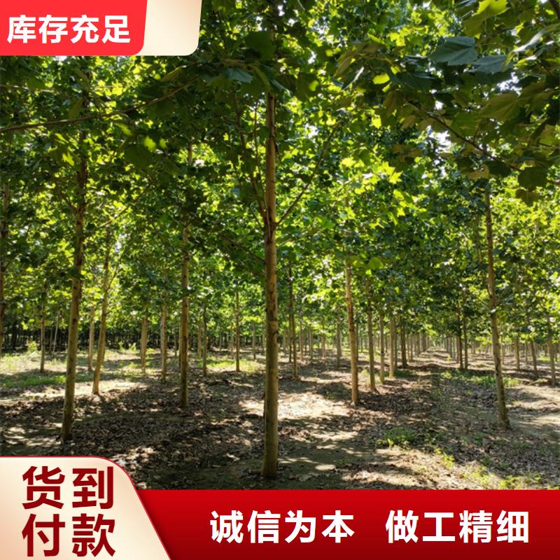 法桐五角枫价格低