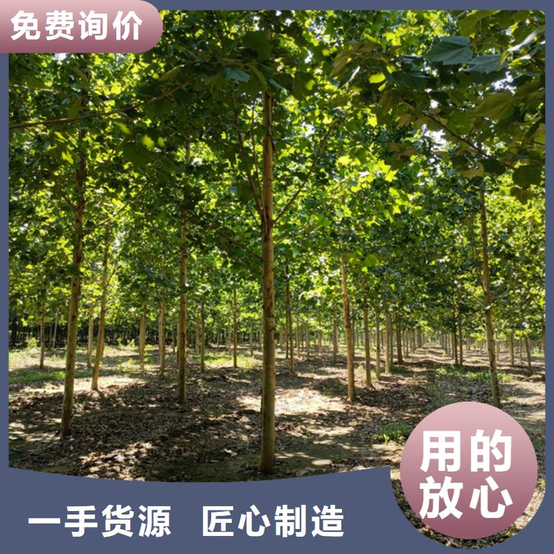 法桐黄金槐实拍展现