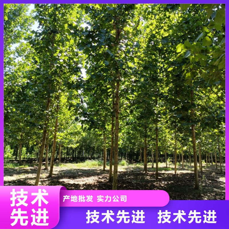 法桐,秋紫白蜡当地厂家值得信赖