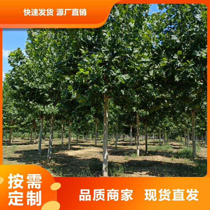 法桐黄金槐实拍展现
