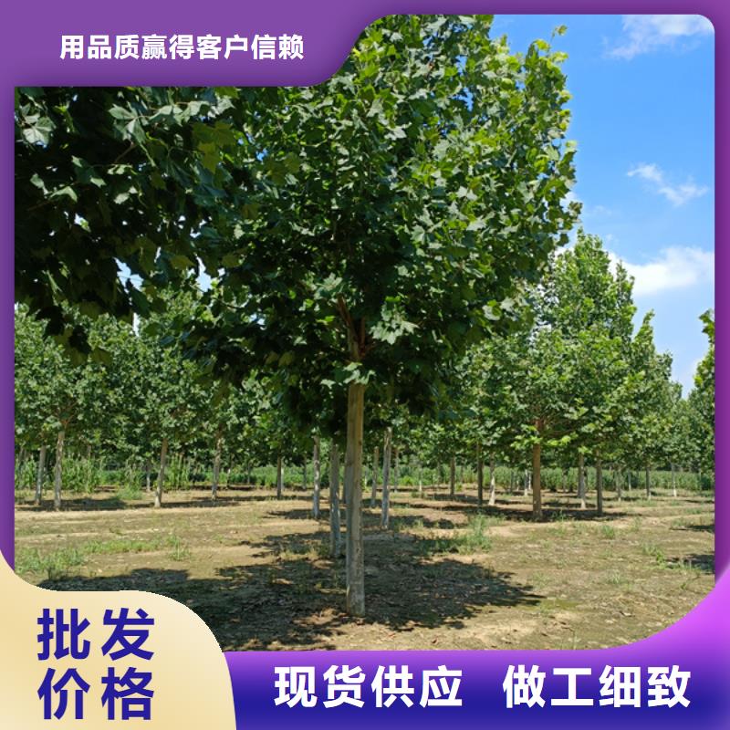 法桐截杆发帽我们更专业