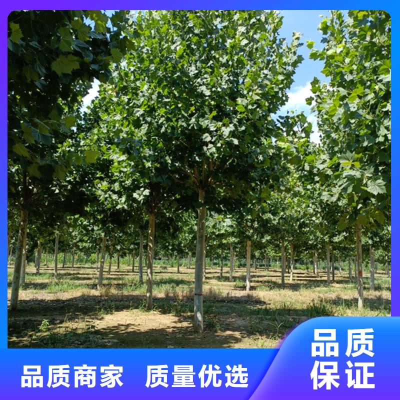 法桐_原生冠法桐货源报价