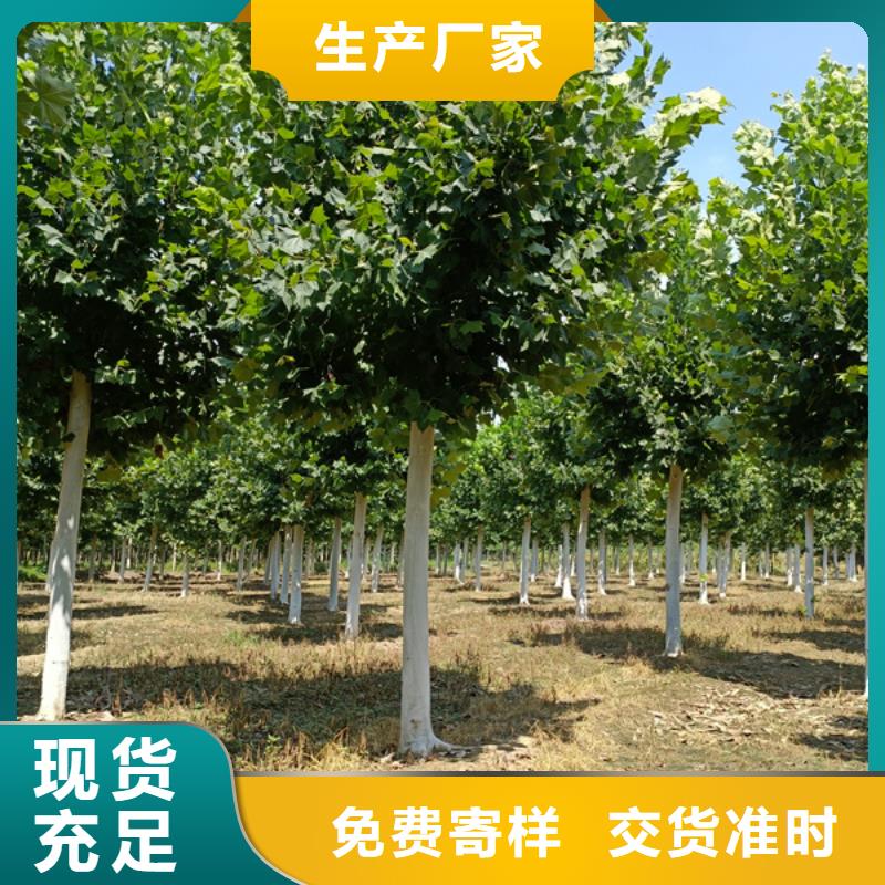 法桐五角枫质量层层把关