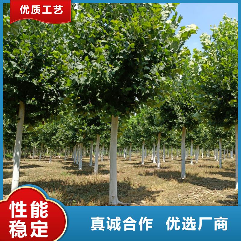 法桐国槐厂家直销大量现货
