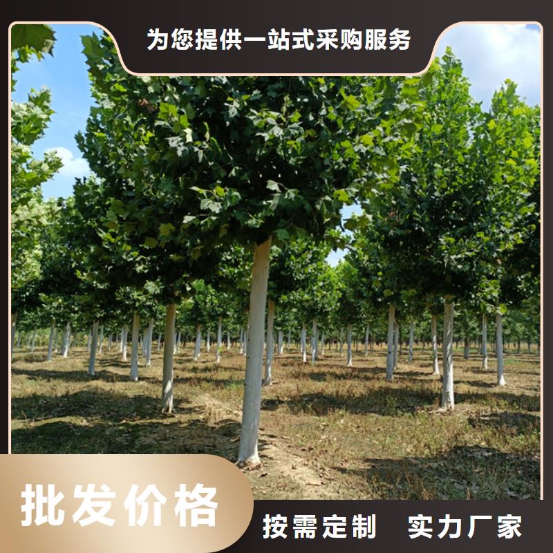 法桐_国槐保障