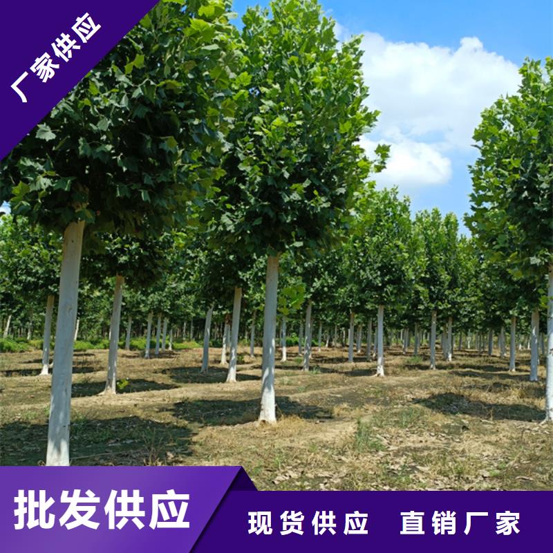 法桐-美国红枫工艺精细质保长久