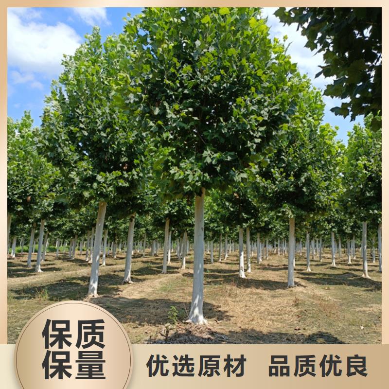 法桐厂家拥有先进的设备