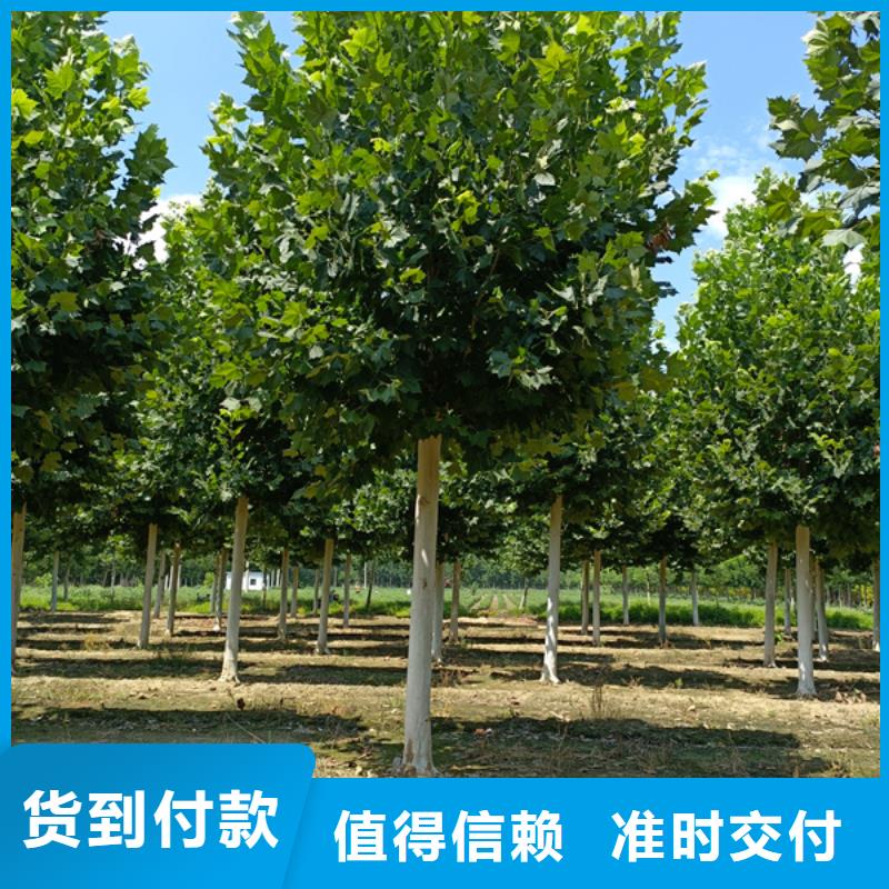  法桐选择大厂家省事省心