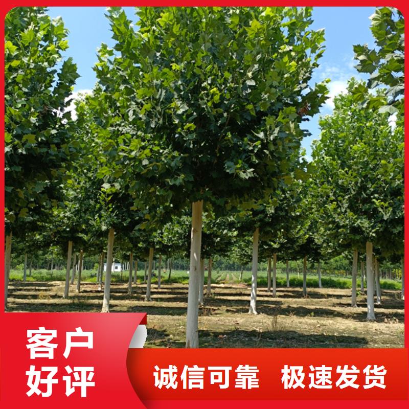 法桐金叶白蜡定制零售批发
