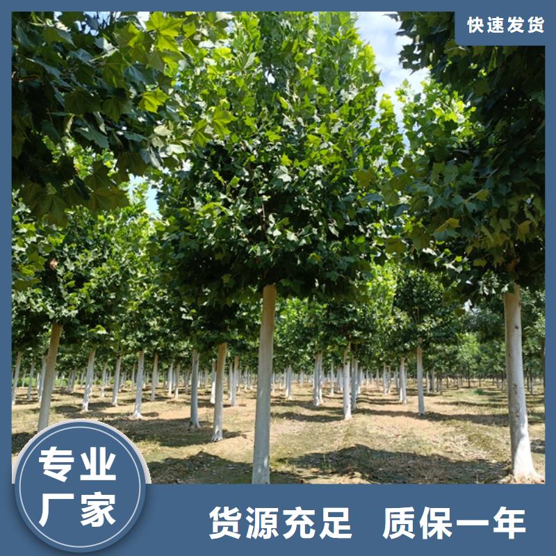 法桐_原生冠法桐货源报价