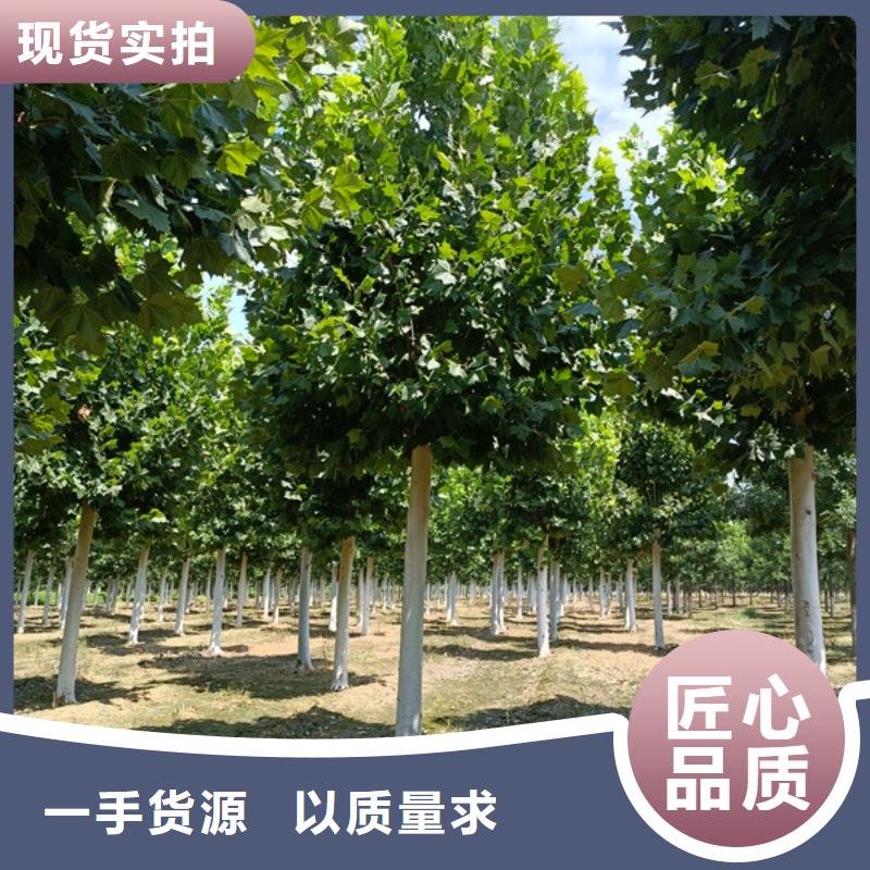法桐白蜡厂家批发价
