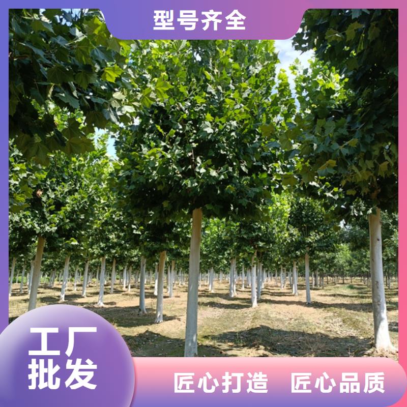 【 法桐源头厂家直销】