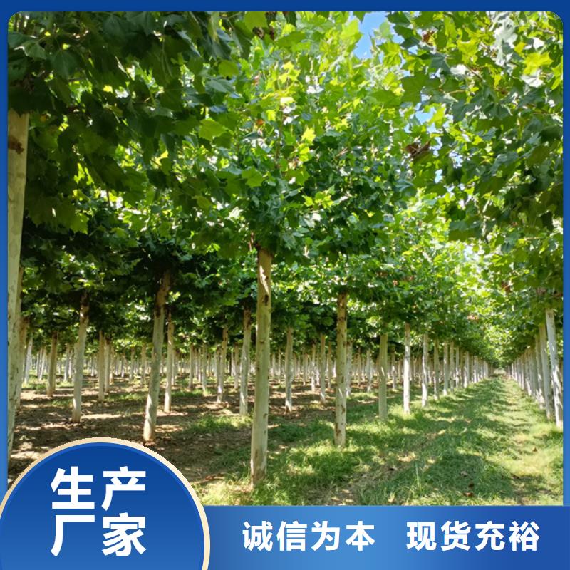 【 法桐源头厂家直销】