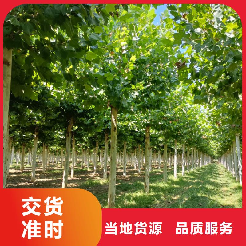 五角枫视频-五角枫-翌昊苗木种植基地(鄂州市分公司)服务区域梁子湖|鄂城|武汉|襄阳|孝感|宜昌|黄冈|黄石