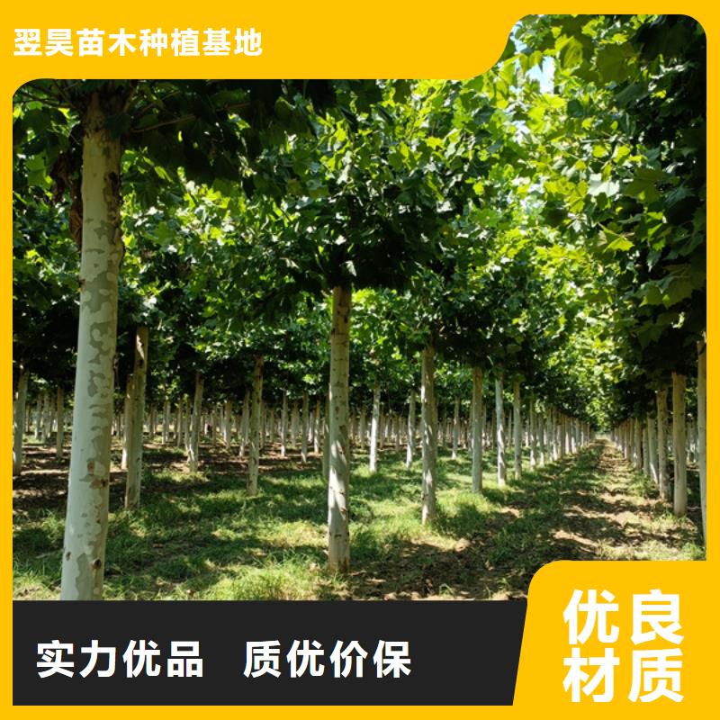 法桐黄金槐源头采购