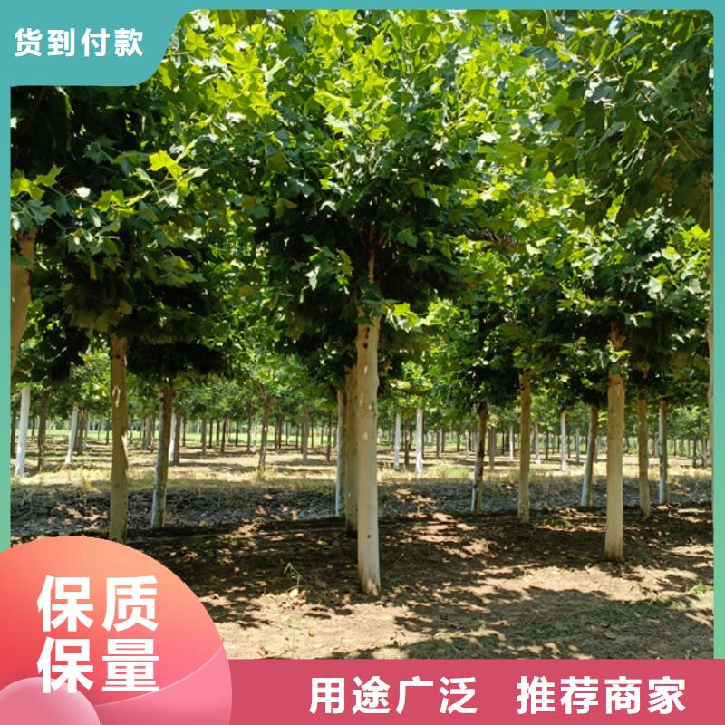 法桐黄金槐对质量负责