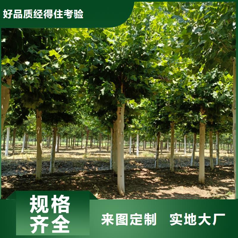 法桐厂家批发价