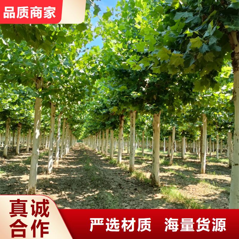 【法桐,国槐供您所需】