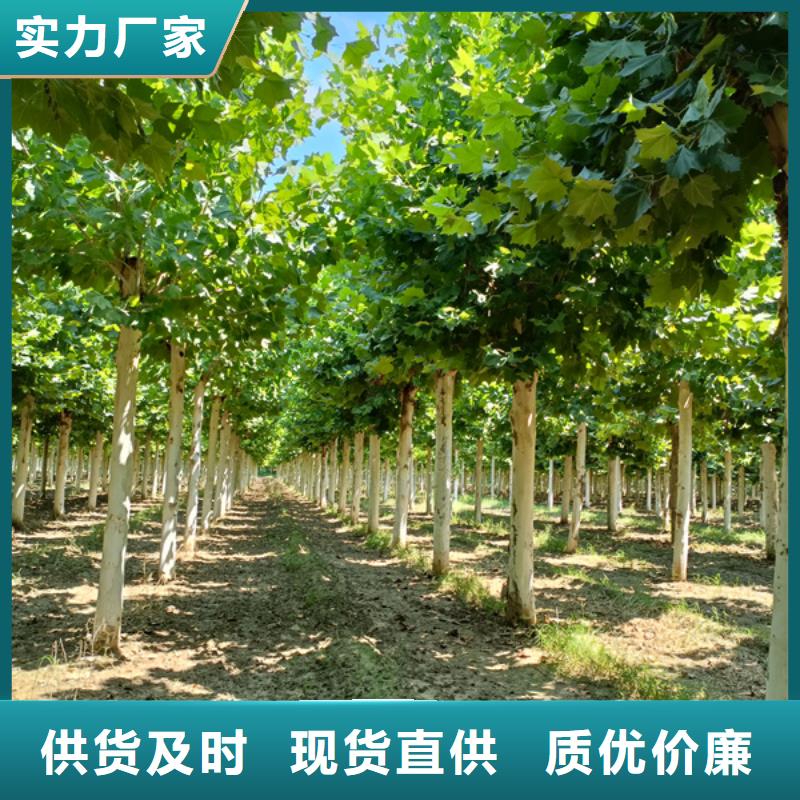 法桐五角枫价格低