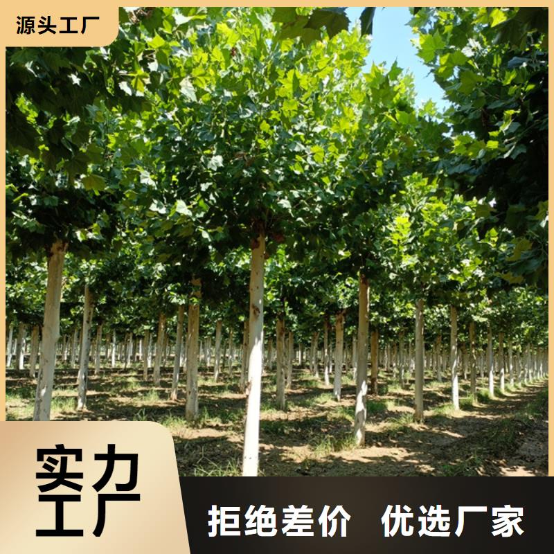 法桐国槐厂家供应