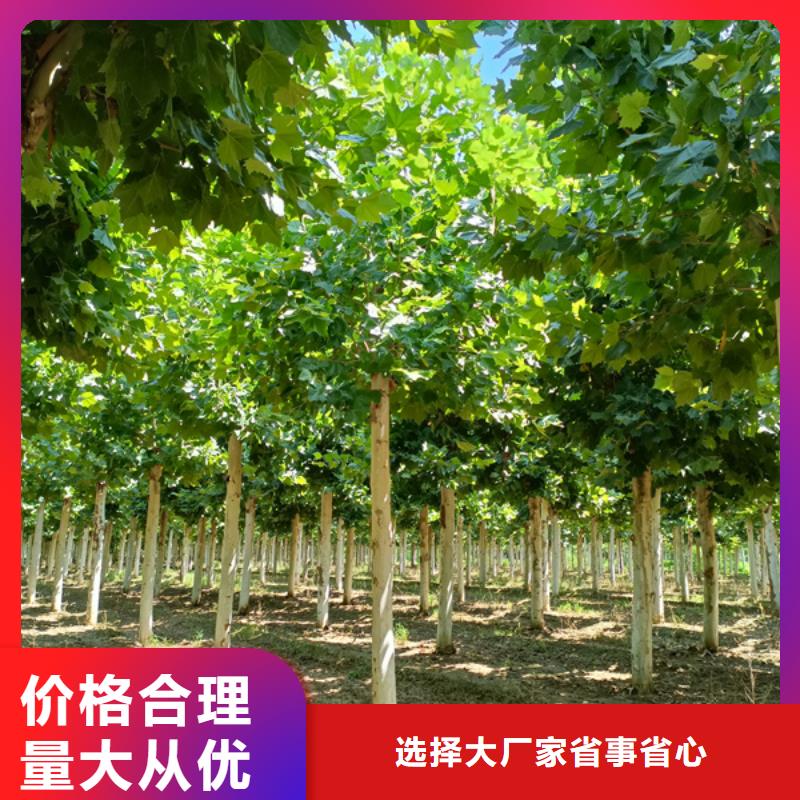 法桐_国槐保障